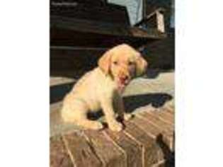 Labrador Retriever Puppy for sale in Sulligent, AL, USA