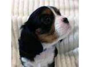 Cavalier King Charles Spaniel Puppy for sale in Rowlett, TX, USA