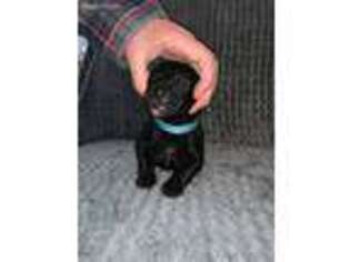 Labradoodle Puppy for sale in Salem, AL, USA