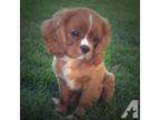 Cavalier King Charles Spaniel Puppy for sale in ROY, UT, USA