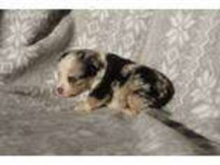 Miniature Australian Shepherd Puppy for sale in Rosedale, IN, USA
