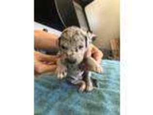 Great Dane Puppy for sale in Pahrump, NV, USA