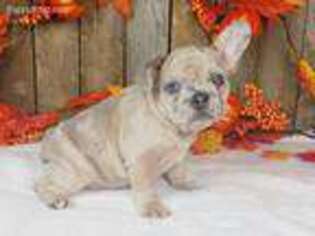 French Bulldog Puppy for sale in Jefferson, OR, USA