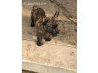 Norwich Terrier Puppy for sale in Pinetta, FL, USA