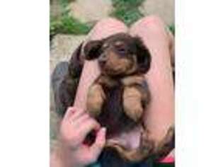 Dachshund Puppy for sale in Quincy, IL, USA