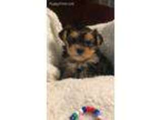 Yorkshire Terrier Puppy for sale in Salt Lick, KY, USA