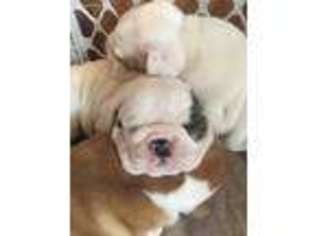 Bulldog Puppy for sale in Sullivan, MO, USA
