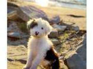 Old English Sheepdog Puppy for sale in Caseville, MI, USA