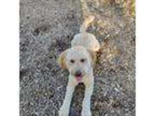 Goldendoodle Puppy for sale in Redmond, OR, USA