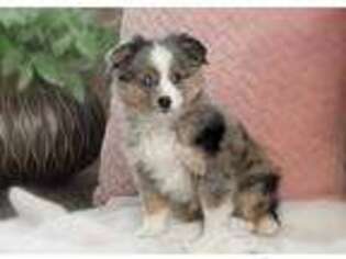 Miniature Australian Shepherd Puppy for sale in Mifflin, PA, USA