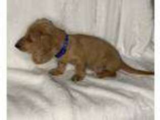 Dachshund Puppy for sale in West Plains, MO, USA