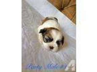 Mutt Puppy for sale in TAPPAHANNOCK, VA, USA