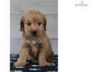 Goldendoodle Puppy for sale in Iowa City, IA, USA