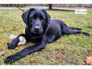 Labrador Retriever Puppy for sale in South Bend, IN, USA