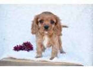 Cavalier King Charles Spaniel Puppy for sale in Birch Tree, MO, USA
