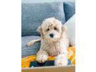 Goldendoodle Puppy for sale in Fort Collins, CO, USA
