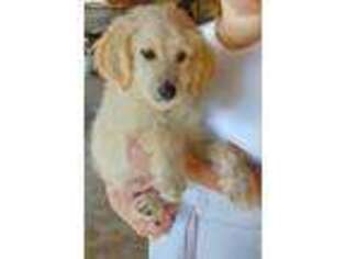 Goldendoodle Puppy for sale in Spring Mills, PA, USA