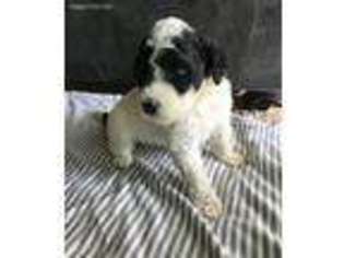 Portuguese Water Dog Puppy for sale in Grants Pass, OR, USA