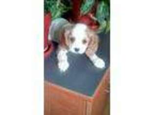 Cockalier Puppy for sale in Martinsburg, WV, USA