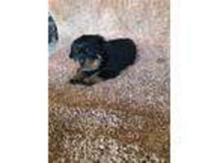 Rottweiler Puppy for sale in Purdin, MO, USA