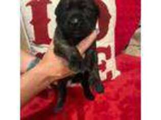 Mastiff Puppy for sale in Oakdale, CA, USA