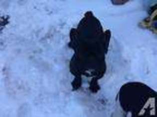 French Bulldog Puppy for sale in MUNCIE, IN, USA