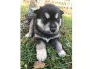 Alaskan Malamute Puppy for sale in Mayslick, KY, USA