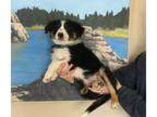 Border Collie Puppy for sale in Nisland, SD, USA