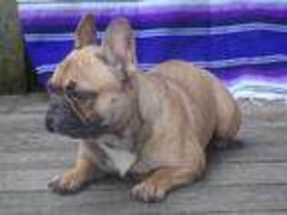 French Bulldog Puppy for sale in Pataskala, OH, USA