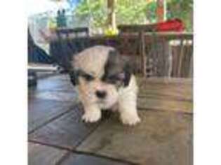 Lhasa Apso Puppy for sale in Orlando, FL, USA