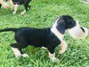 Great Dane Puppy for sale in Harrison, TN, USA