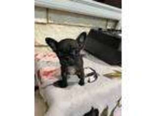 Frenchie Pug Puppy for sale in Orange Grove, TX, USA
