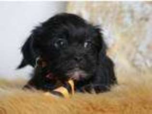 Shorkie Tzu Puppy for sale in Bakersfield, MO, USA