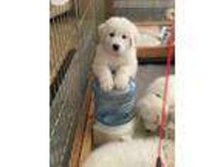 Great Pyrenees Puppy for sale in Phoenix, AZ, USA