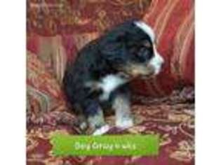 Bernese Mountain Dog Puppy for sale in Dawsonville, GA, USA