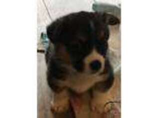 Pembroke Welsh Corgi Puppy for sale in Coloma, MI, USA