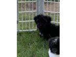 Havanese Puppy for sale in Nine Mile Falls, WA, USA