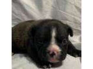 French Bulldog Puppy for sale in Morehead, KY, USA