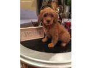 Goldendoodle Puppy for sale in Munster, IN, USA