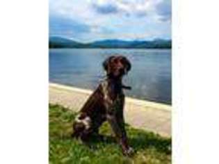 German Shorthaired Pointer Puppy for sale in Newton, NH, USA