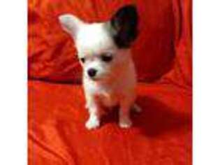 Chihuahua Puppy for sale in Emporia, KS, USA