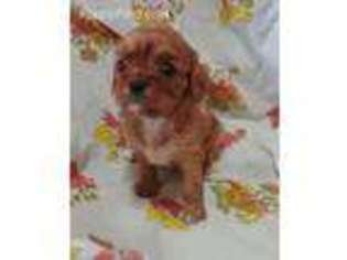 Cavalier King Charles Spaniel Puppy for sale in Stockton, MO, USA