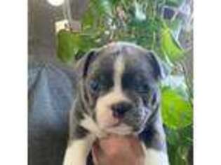 Boston Terrier Puppy for sale in Weston, WI, USA