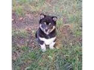 Shiba Inu Puppy for sale in Osceola, IA, USA