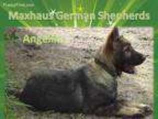 German Shepherd Dog Puppy for sale in Butternut, WI, USA