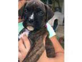 Boxer Puppy for sale in Van Meter, IA, USA