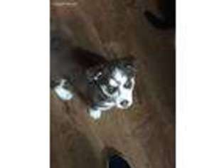 Siberian Husky Puppy for sale in Stamford, CT, USA