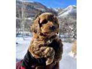 Goldendoodle Puppy for sale in Eden, UT, USA