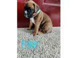 Boxer Puppy for sale in Perry, MI, USA