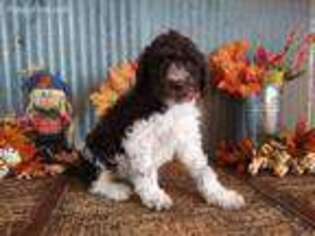 Labradoodle Puppy for sale in Fountain, CO, USA